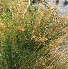 Juncus (genus) (A Rush) at Yarralumla, ACT - 5 Oct 2018 by ruthkerruish