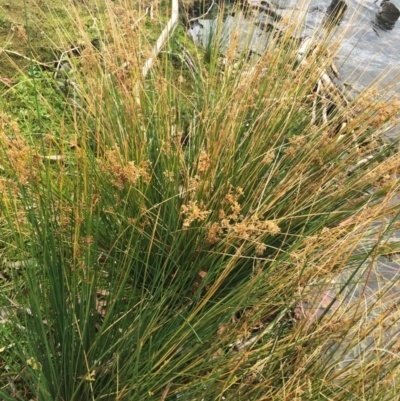 Juncus (genus) (A Rush) at Yarralumla, ACT - 5 Oct 2018 by ruthkerruish