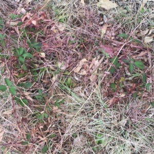 Rubus fruticosus species aggregate at Yarralumla, ACT - 5 Oct 2018 10:30 AM