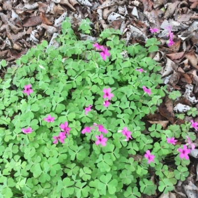 Oxalis articulata (Shamrock) at Lake Burley Griffin West - 5 Oct 2018 by ruthkerruish