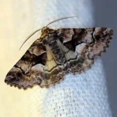 Gastrina cristaria (Wave-lined Geometrid) at O'Connor, ACT - 7 Oct 2018 by ibaird