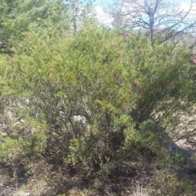 Grevillea juniperina (Grevillea) at Griffith Woodland - 7 Oct 2018 by ianandlibby1