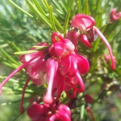 Grevillea juniperina at Griffith, ACT - 7 Oct 2018