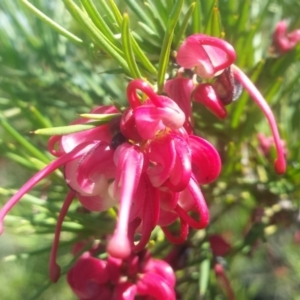 Grevillea juniperina at Griffith, ACT - 7 Oct 2018 02:43 PM