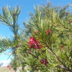 Grevillea juniperina at Griffith, ACT - 7 Oct 2018 02:43 PM