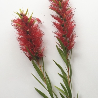 Callistemon (genus) (A Bottlebrush) at Yarralumla, ACT - 5 Oct 2018 by ruthkerruish