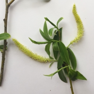 Salix nigra at Yarralumla, ACT - 5 Oct 2018