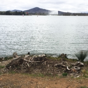 Salix nigra at Yarralumla, ACT - 5 Oct 2018