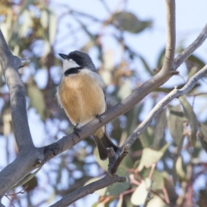 Pachycephala rufiventris at Hawker, ACT - 7 Oct 2018