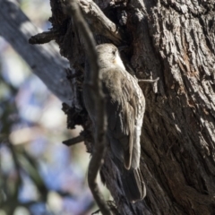 Cormobates leucophaea (White-throated Treecreeper) at Dunlop, ACT - 6 Oct 2018 by Alison Milton