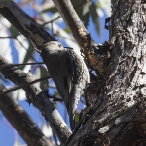 Cormobates leucophaea at Dunlop, ACT - 7 Oct 2018