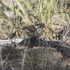 Pyrrholaemus sagittatus (Speckled Warbler) at The Pinnacle - 6 Oct 2018 by Alison Milton