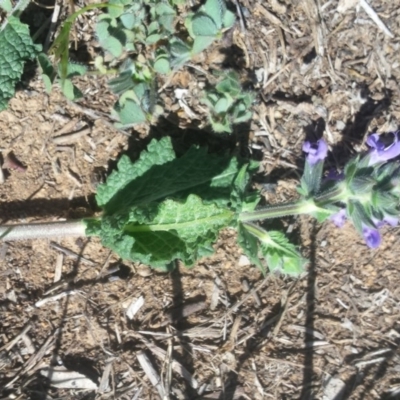 Salvia verbenaca var. verbenaca (Wild Sage) at Griffith Woodland - 7 Oct 2018 by ianandlibby1