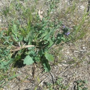 Salvia verbenaca var. verbenaca at Griffith, ACT - 7 Oct 2018 02:46 PM