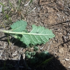 Salvia verbenaca var. verbenaca at Griffith, ACT - 7 Oct 2018