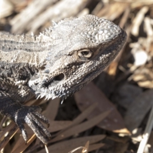 Pogona barbata at Hawker, ACT - 7 Oct 2018