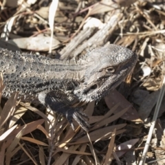 Pogona barbata at Hawker, ACT - 7 Oct 2018