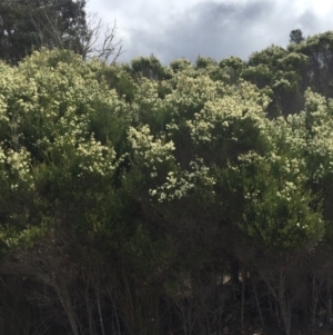 Melaleuca ericifolia at Cuttagee, NSW - 8 Oct 2018