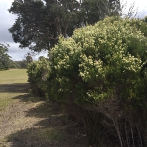Melaleuca ericifolia at Cuttagee, NSW - 8 Oct 2018