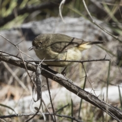 Acanthiza reguloides (Buff-rumped Thornbill) at Hawker, ACT - 6 Oct 2018 by Alison Milton