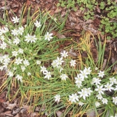 Ornithogalum umbellatum (Star of Bethlehem) at Lake Burley Griffin West - 5 Oct 2018 by ruthkerruish