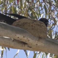 Corcorax melanorhamphos (White-winged Chough) at Dunlop, ACT - 7 Oct 2018 by AlisonMilton
