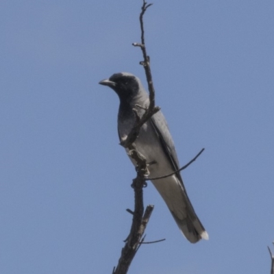 Coracina novaehollandiae (Black-faced Cuckooshrike) at Dunlop, ACT - 7 Oct 2018 by AlisonMilton