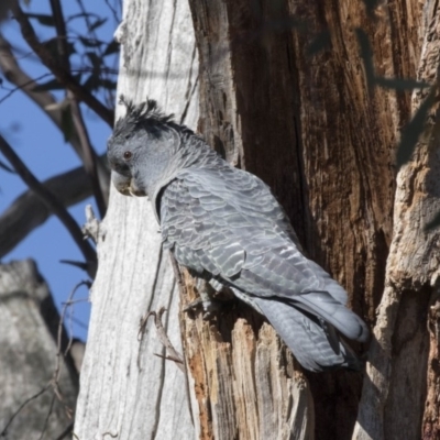 Callocephalon fimbriatum (Gang-gang Cockatoo) at Dunlop, ACT - 6 Oct 2018 by AlisonMilton