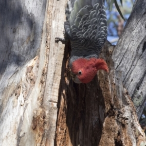 Callocephalon fimbriatum at Dunlop, ACT - 7 Oct 2018