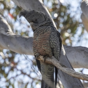 Callocephalon fimbriatum at Dunlop, ACT - 7 Oct 2018