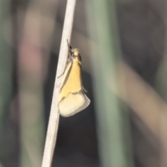 Philobota undescribed species near arabella (A concealer moth) at Hawker, ACT - 6 Oct 2018 by Alison Milton