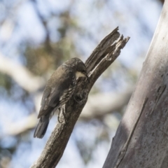 Cormobates leucophaea (White-throated Treecreeper) at Hawker, ACT - 7 Oct 2018 by AlisonMilton