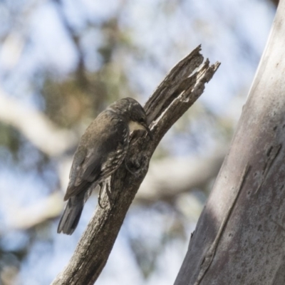 Cormobates leucophaea (White-throated Treecreeper) at Hawker, ACT - 7 Oct 2018 by AlisonMilton