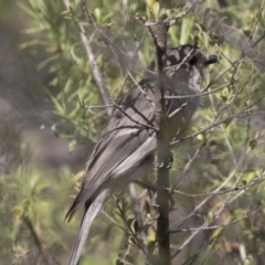 Pachycephala pectoralis (Golden Whistler) at Hawker, ACT - 6 Oct 2018 by Alison Milton