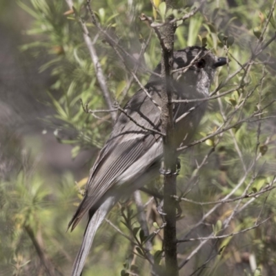 Pachycephala pectoralis (Golden Whistler) at Hawker, ACT - 7 Oct 2018 by AlisonMilton