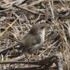 Malurus cyaneus (Superb Fairywren) at The Pinnacle - 7 Oct 2018 by Alison Milton