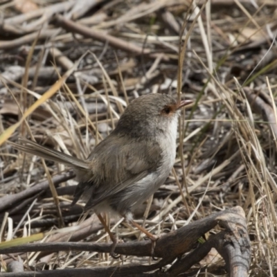 Malurus cyaneus (Superb Fairywren) at Hawker, ACT - 7 Oct 2018 by Alison Milton