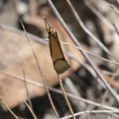 Philobota undescribed species near arabella (A concealer moth) at The Pinnacle - 7 Oct 2018 by Alison Milton