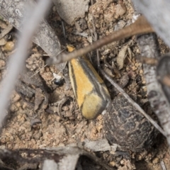 Philobota undescribed species near arabella (A concealer moth) at Dunlop, ACT - 7 Oct 2018 by AlisonMilton