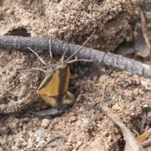 Philobota undescribed species near arabella at Dunlop, ACT - 7 Oct 2018
