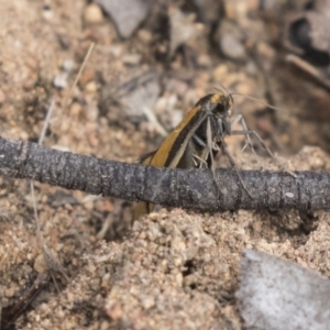 Philobota undescribed species near arabella at Dunlop, ACT - 7 Oct 2018 11:36 AM