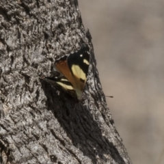 Vanessa itea (Yellow Admiral) at The Pinnacle - 7 Oct 2018 by Alison Milton