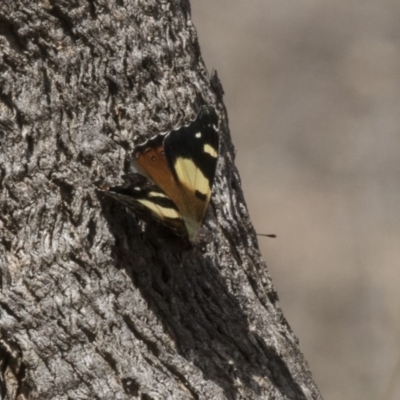 Vanessa itea (Yellow Admiral) at The Pinnacle - 7 Oct 2018 by Alison Milton