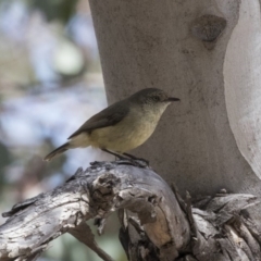 Acanthiza reguloides (Buff-rumped Thornbill) at The Pinnacle - 7 Oct 2018 by Alison Milton