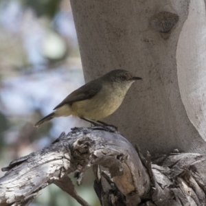 Acanthiza reguloides at Hawker, ACT - 7 Oct 2018 12:01 PM