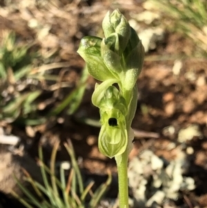 Hymenochilus bicolor (ACT) = Pterostylis bicolor (NSW) at Majura, ACT - suppressed