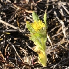 Triptilodiscus pygmaeus (Annual Daisy) at Majura, ACT - 8 Oct 2018 by AaronClausen