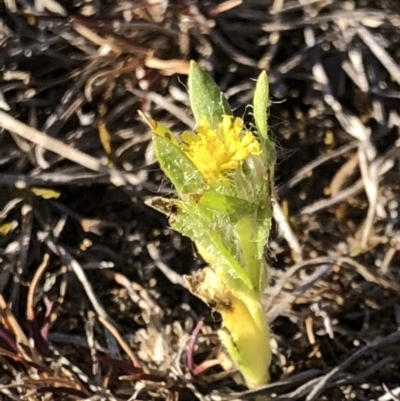 Triptilodiscus pygmaeus (Annual Daisy) at Mount Majura - 8 Oct 2018 by AaronClausen