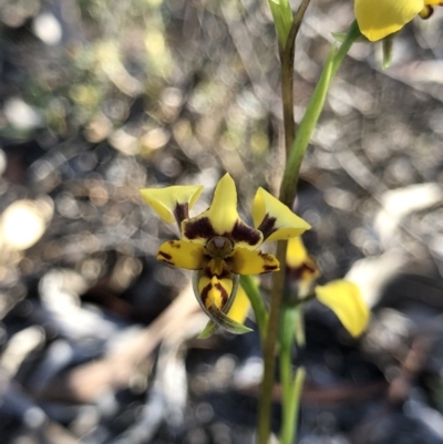 Diuris pardina (Leopard Doubletail) at Mount Majura - 8 Oct 2018 by AaronClausen