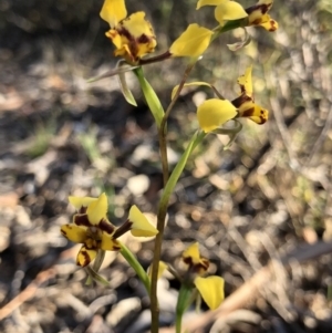 Diuris pardina at Majura, ACT - suppressed